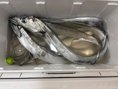 タチウオの釣果