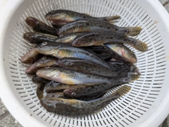 マハゼの釣果