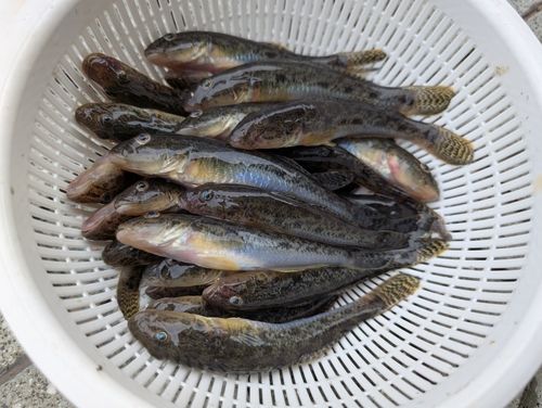 マハゼの釣果