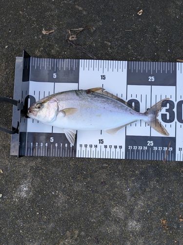 ショゴの釣果