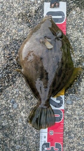 カワハギの釣果