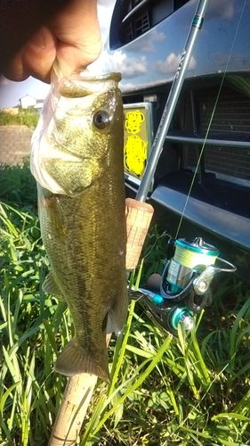 ラージマウスバスの釣果
