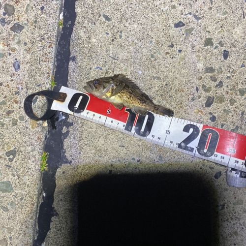 クロソイの釣果