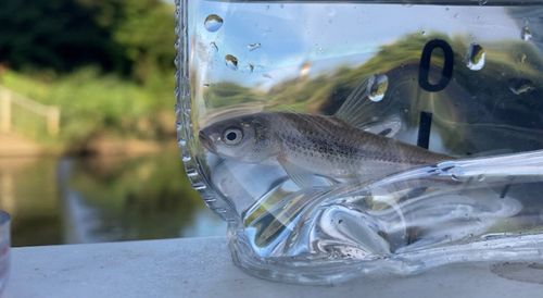 タモロコの釣果
