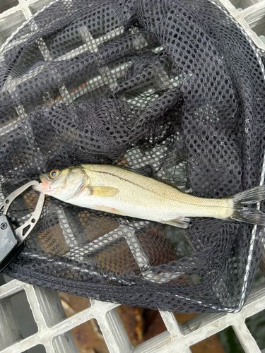 セイゴ（ヒラスズキ）の釣果