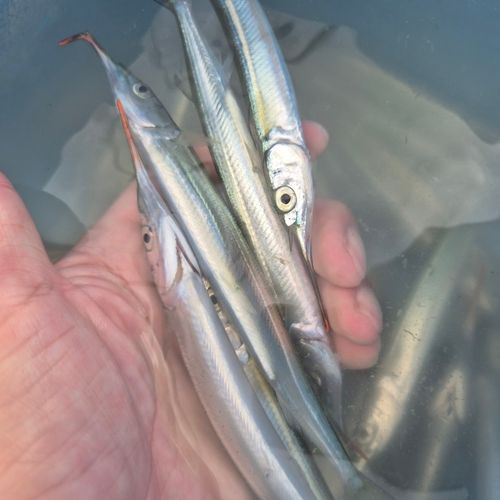 サヨリの釣果