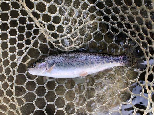 ニジマスの釣果