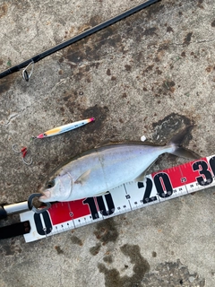 ショゴの釣果