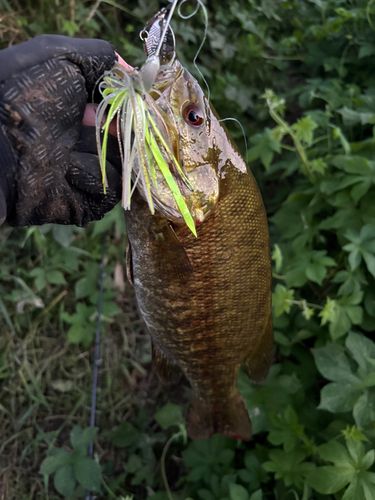 スモールマウスバスの釣果