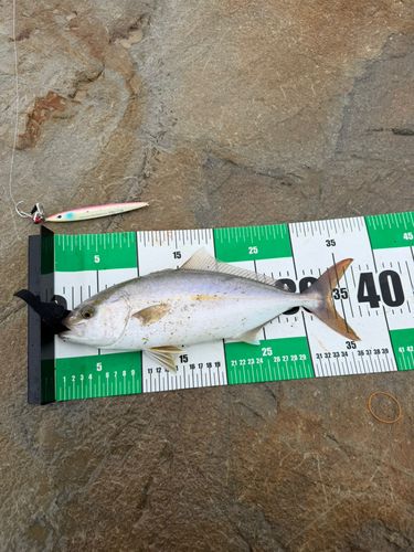 ショゴの釣果