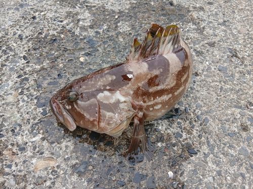 クエの釣果