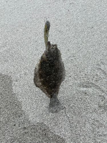 ソゲの釣果