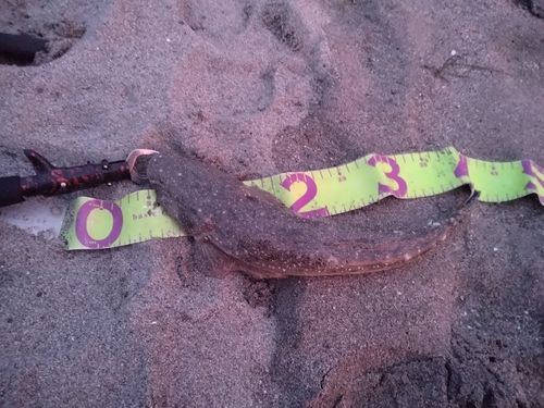マゴチの釣果