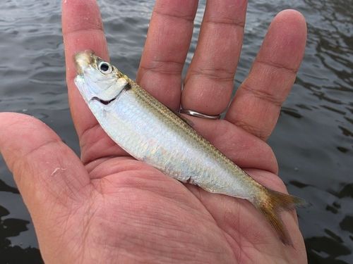 サッパの釣果