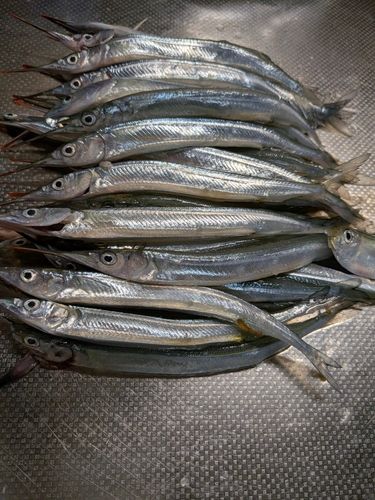 サヨリの釣果