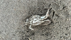 ワタリガニの釣果