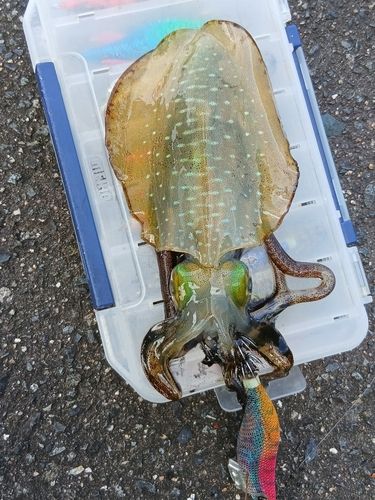 アオリイカの釣果