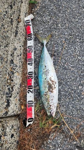 ハマチの釣果