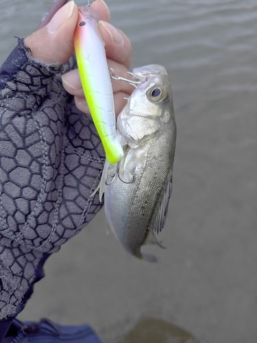 セイゴ（ヒラスズキ）の釣果