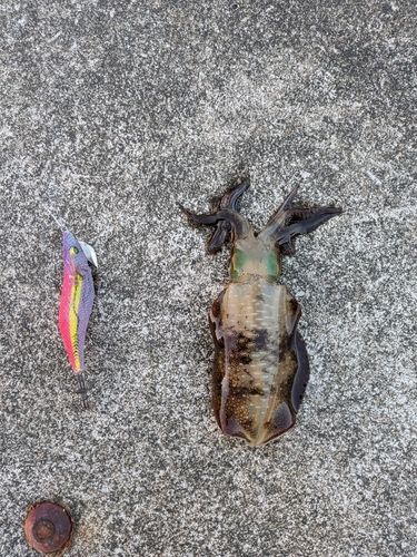 アオリイカの釣果