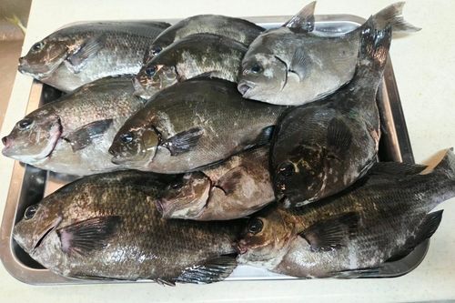 メジナの釣果