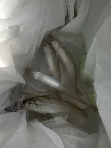 キスの釣果