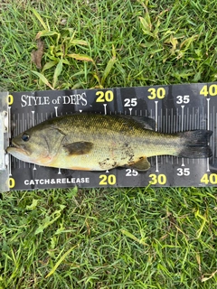 ラージマウスバスの釣果
