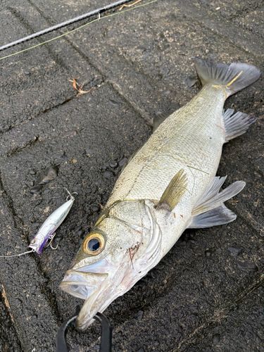 ヒラスズキの釣果