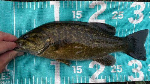 スモールマウスバスの釣果