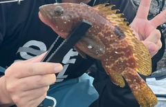 キジハタの釣果