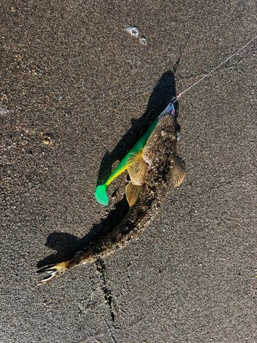 マゴチの釣果