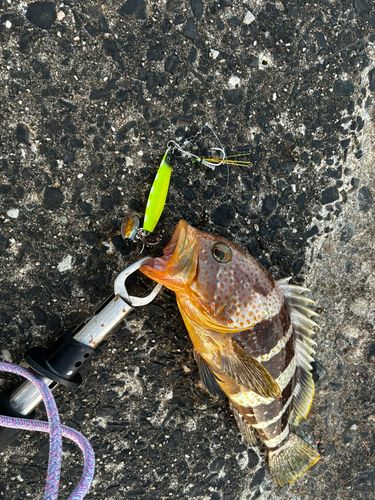 アオハタの釣果
