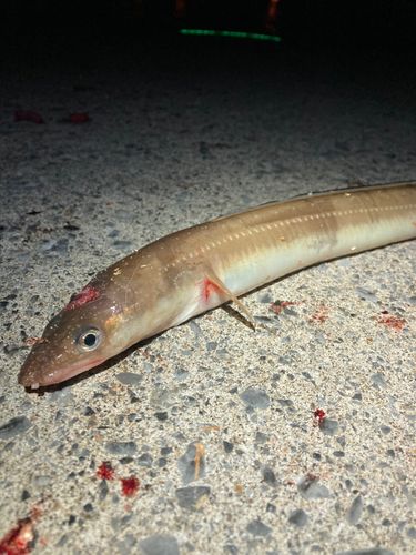アナゴの釣果