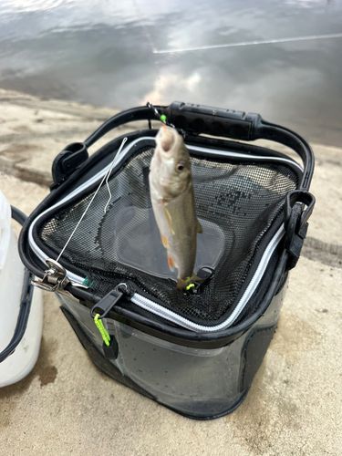 ウグイの釣果