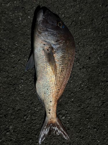 タイの釣果