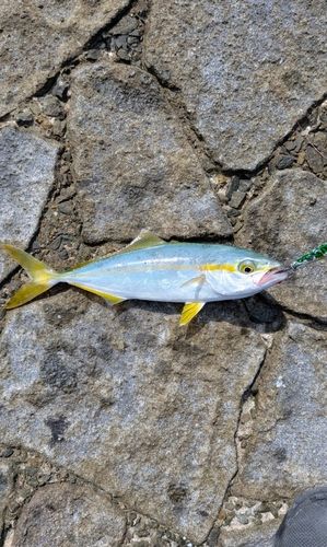 ワカシの釣果