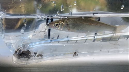 ウグイの釣果