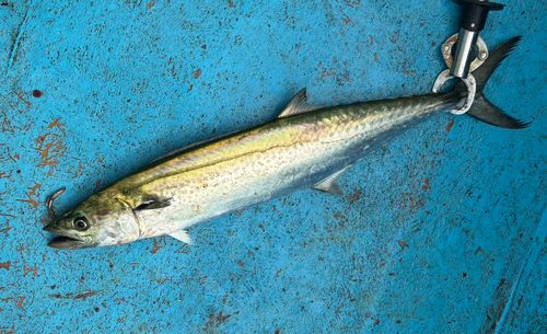 サワラの釣果