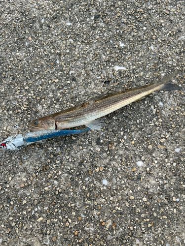キスの釣果