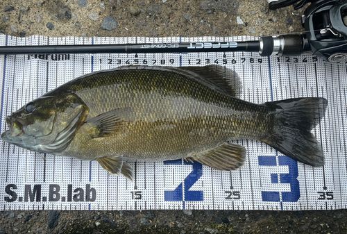 スモールマウスバスの釣果