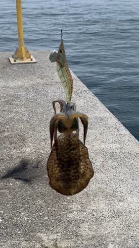 アオハタの釣果