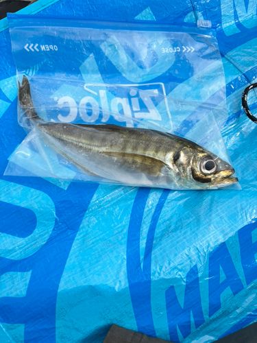 マアジの釣果