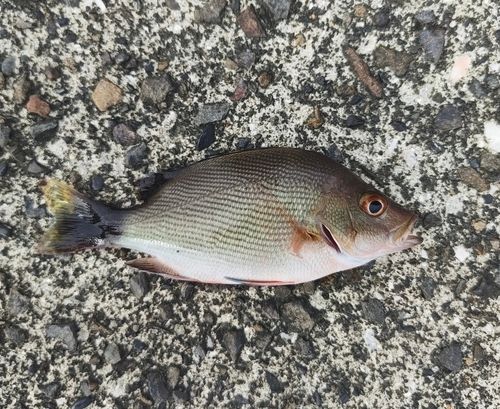 ヒメフエダイの釣果