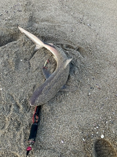 サメの釣果