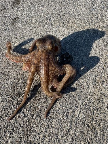 タコの釣果