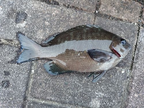 クチブトグレの釣果