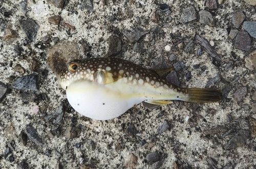 クサフグの釣果