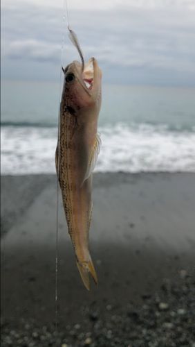 エソの釣果