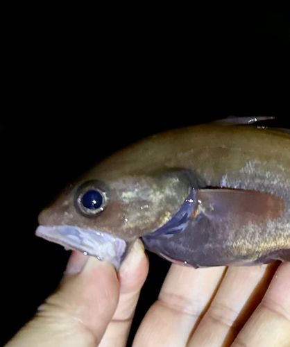 ドンコの釣果