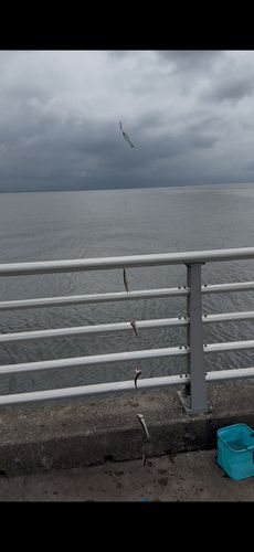 イワシの釣果